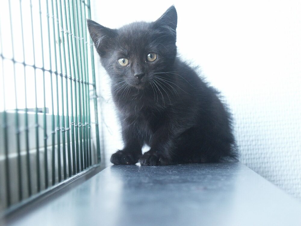 Katten Abbe