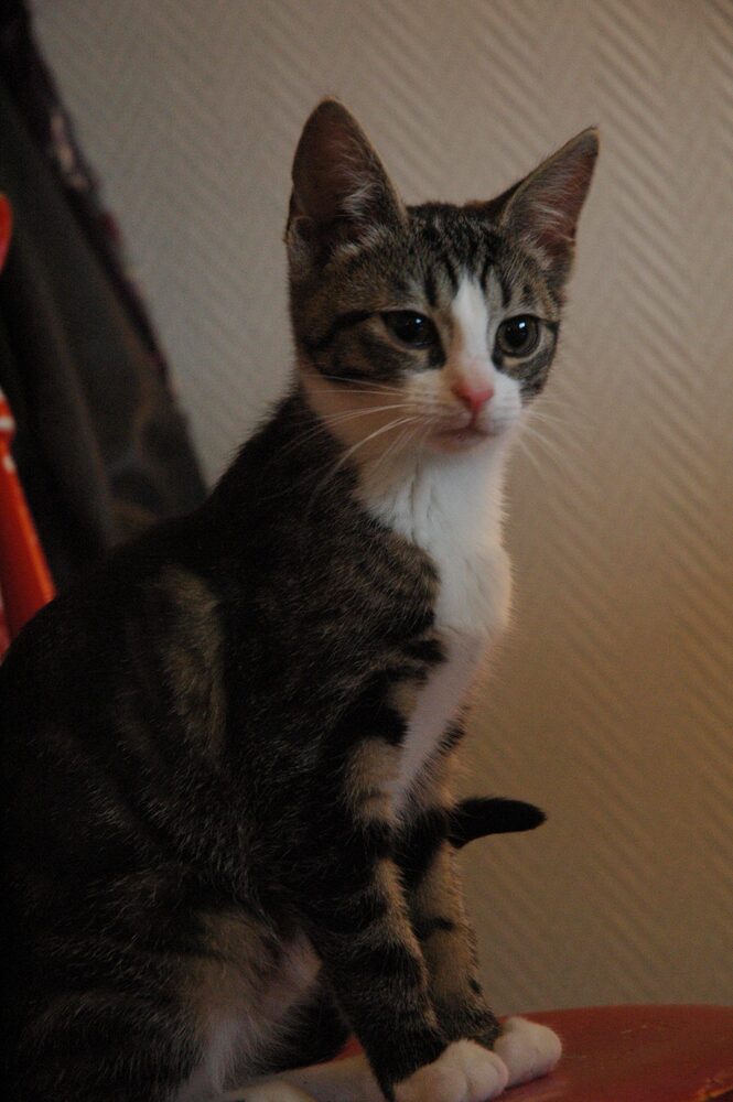 Katten Astrid