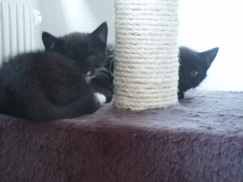 Katten Blyge