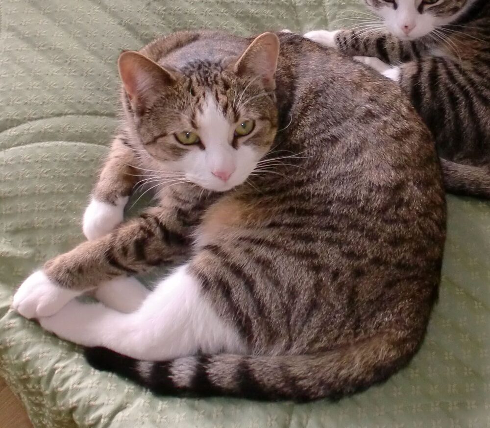 Katten Cisco