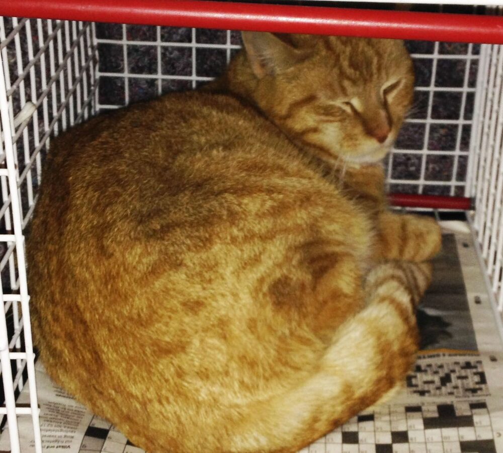 Katten Dagobert