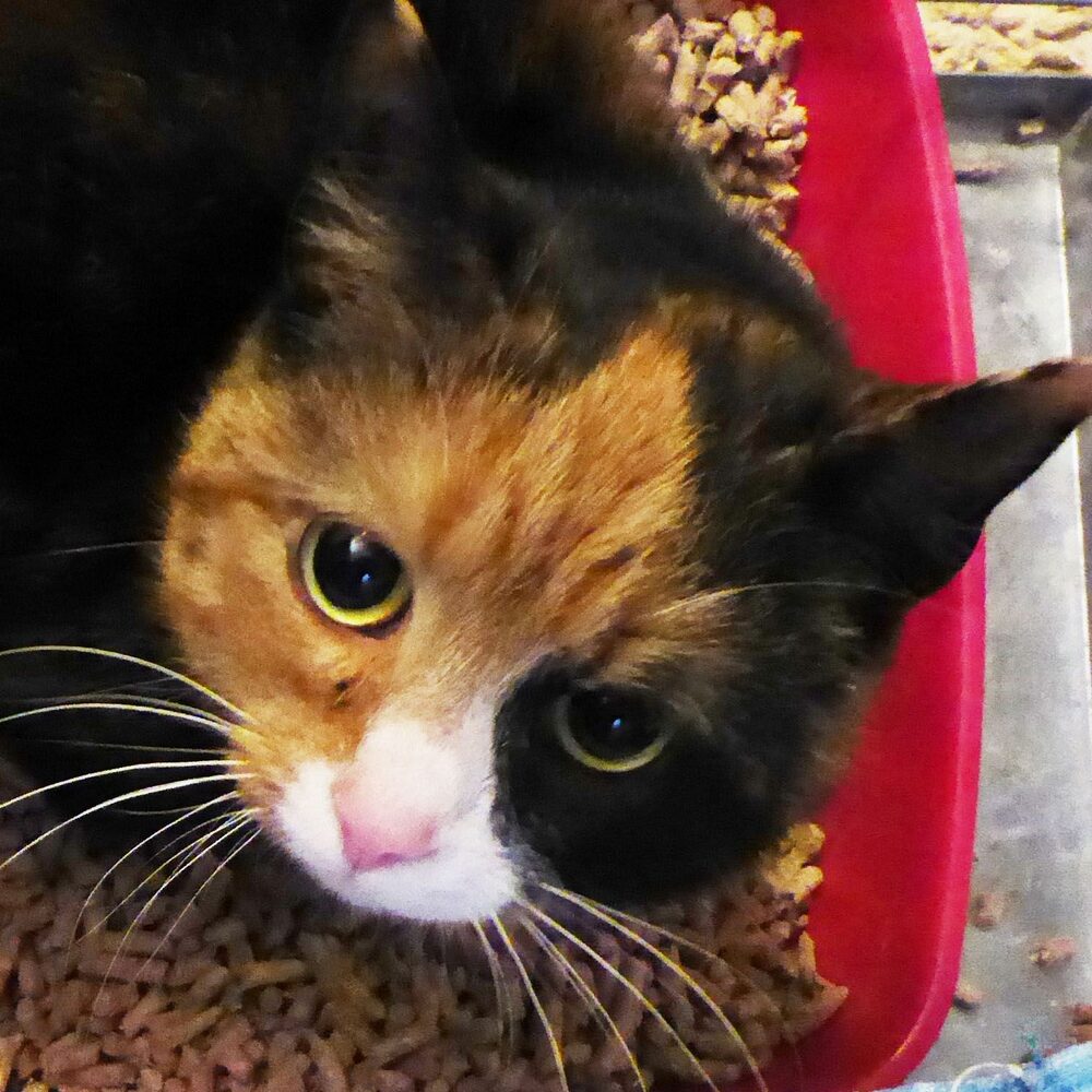 Katten Ebba