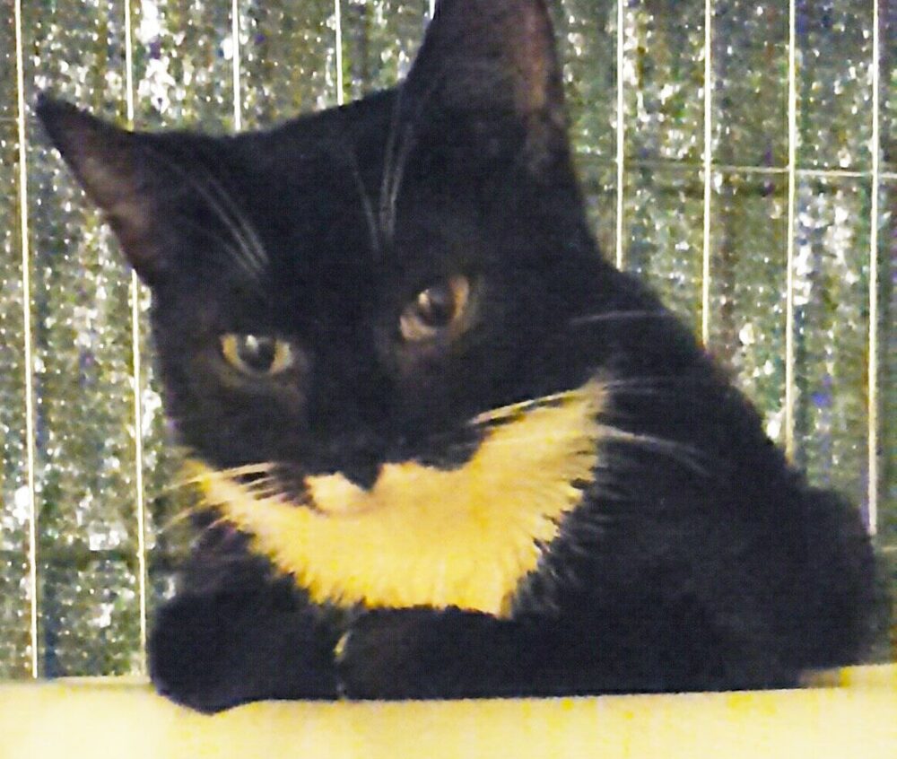 Katten Elsa