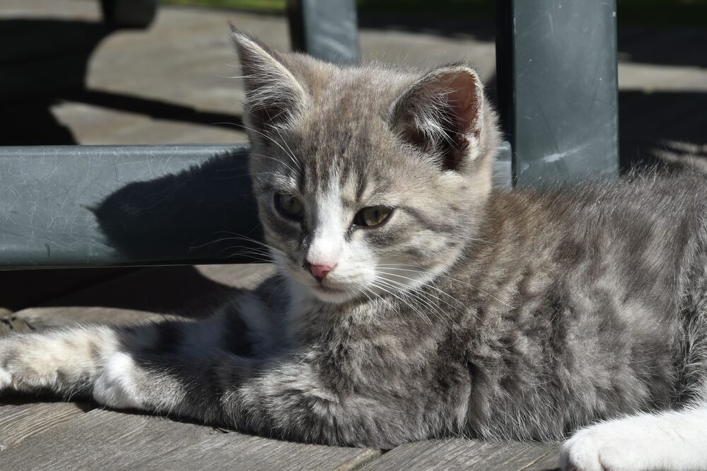 Katten Elvis