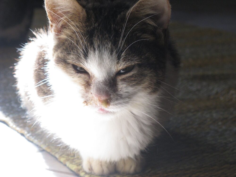 Katten Emma