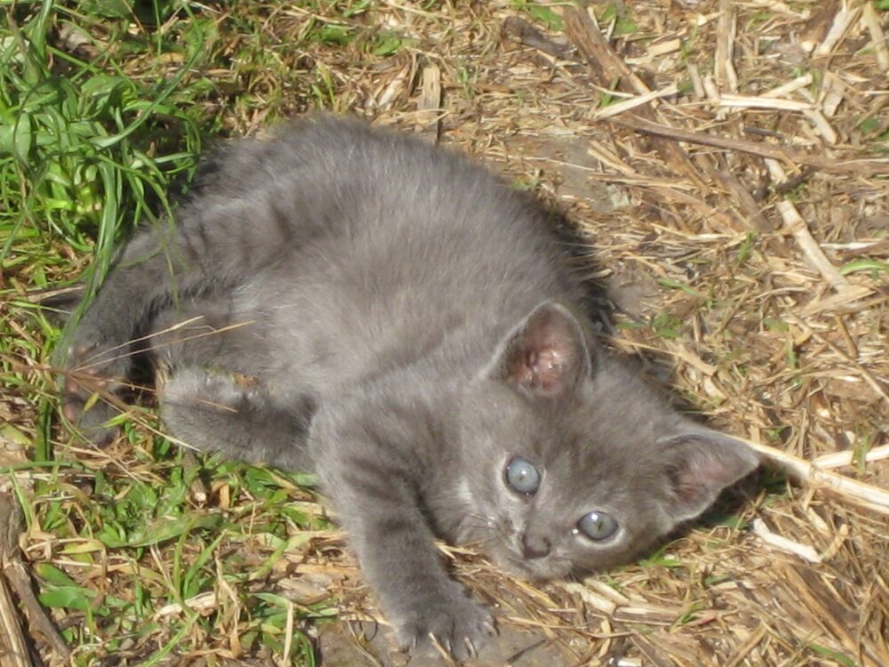 Katten Grålle