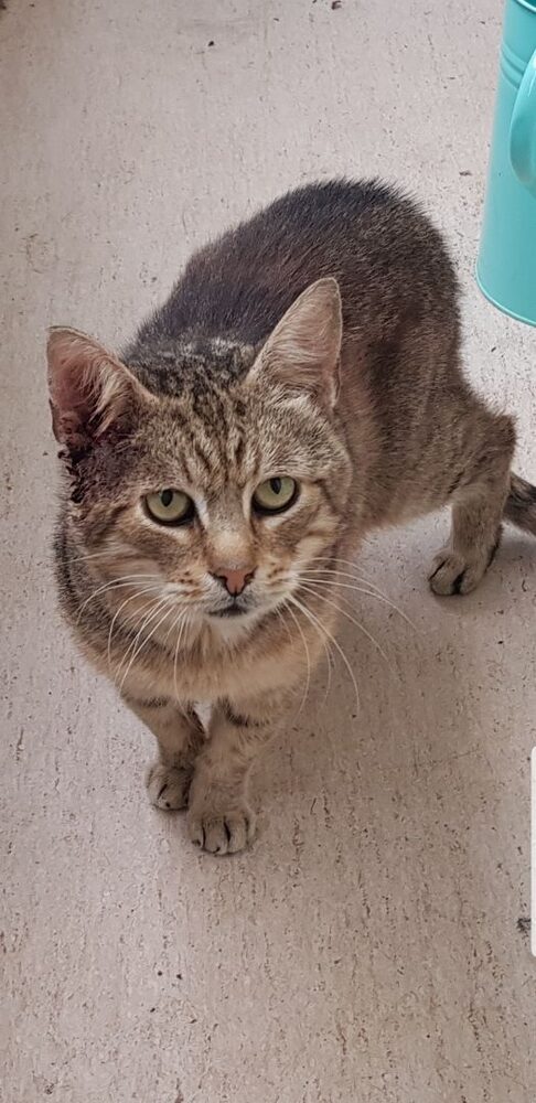 Katten Jakob