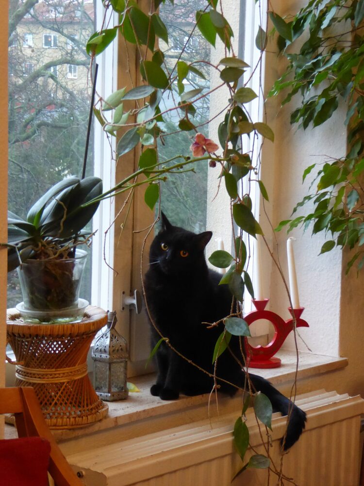 Katten Janjan