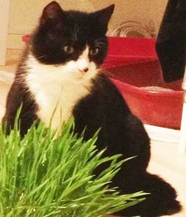 Katten Kalle
