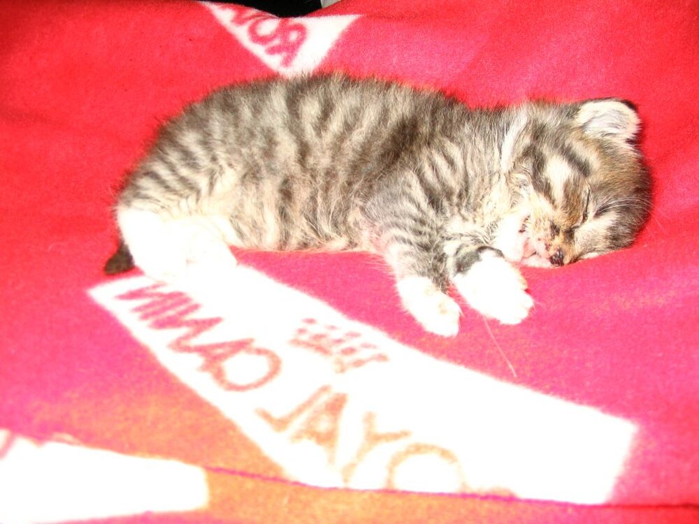 Katten Kapten Nemo