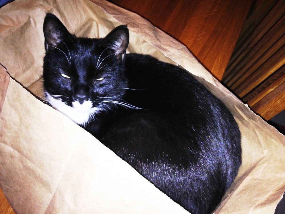 Katten Lucia