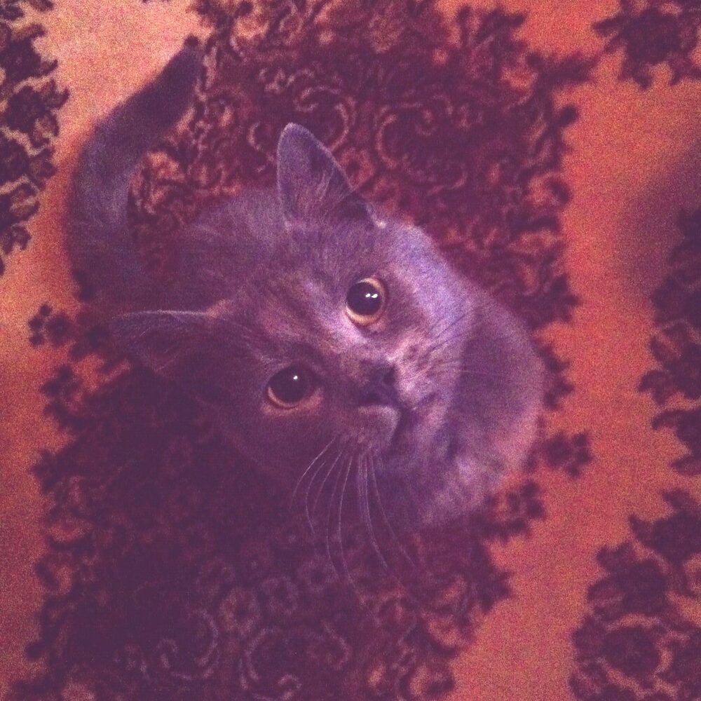 Katten Mårten