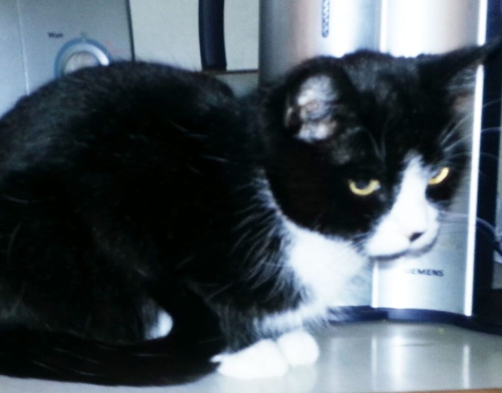 Katten Miss