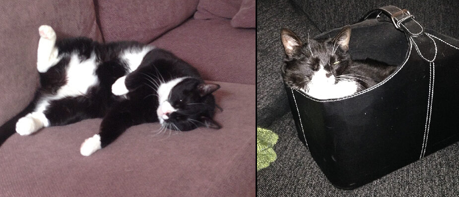 Porträtt av den svartvita katten My