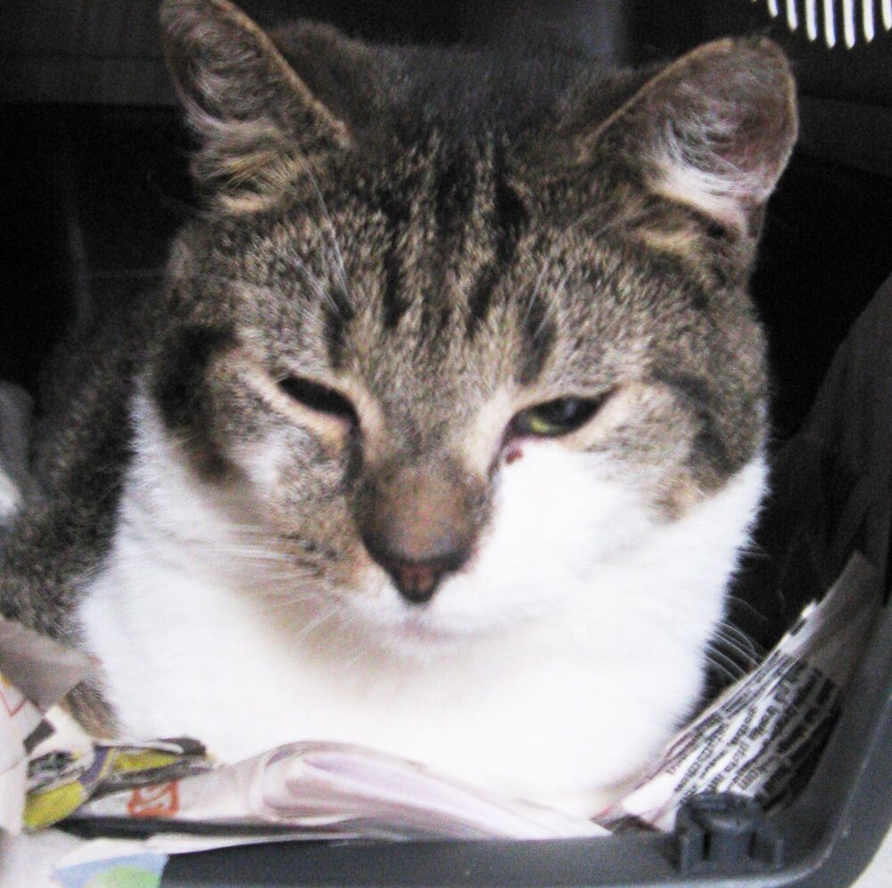 Katten Oskar