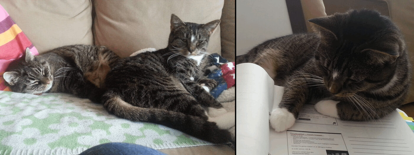 Katten Rut som kattunge tillsammans med katten Berit