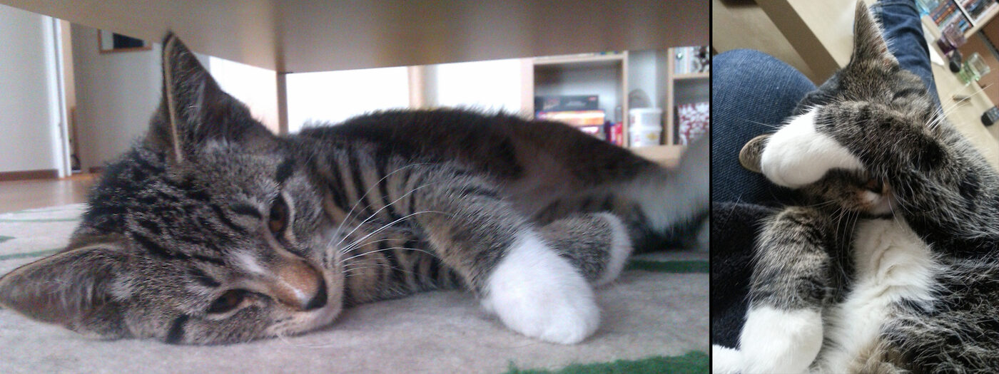 Katten Rut som vuxen, sovande på en filt