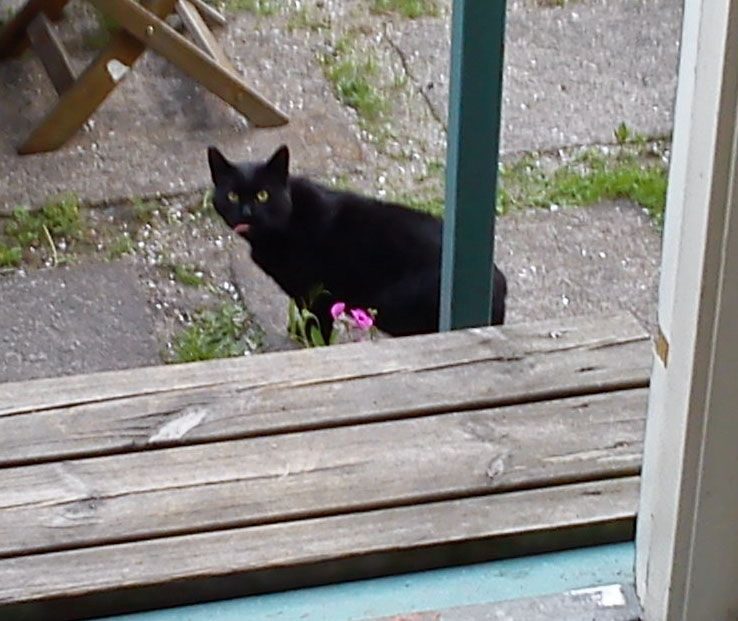 Katten Viktor