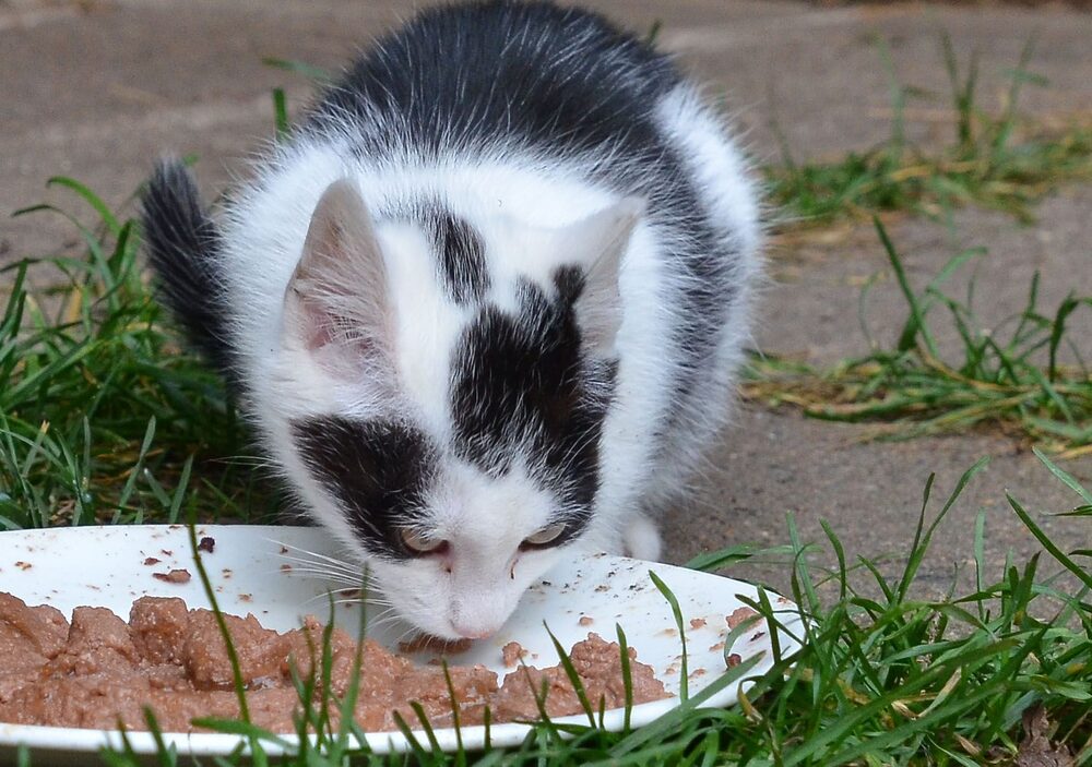 Katten Virginia